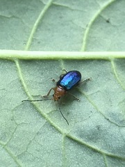 Syphrea flavicollis
