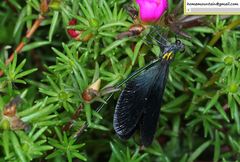 Matrona basilaris