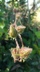 Hibiscus diversifolius