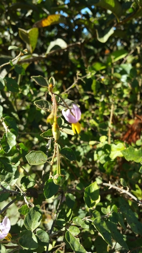 Solanum erythracanthum image