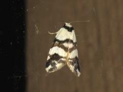 Thallarcha albicollis