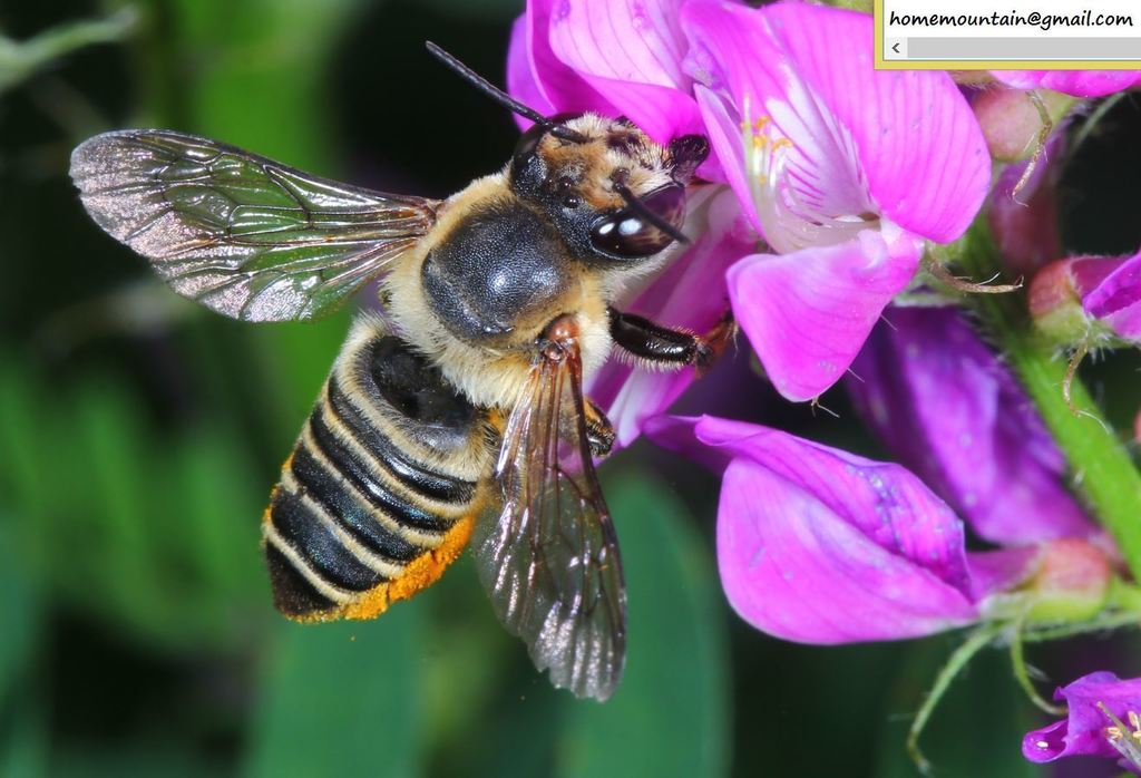 Megachile remota