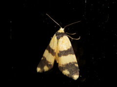 Thallarcha chrysochares