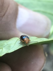 Syphrea flavicollis