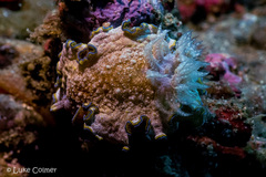 Glossodoris