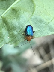 Syphrea flavicollis