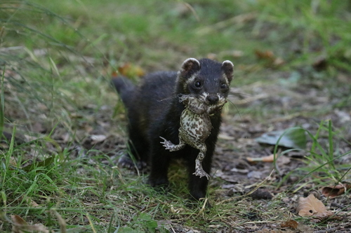 Turón (Mustela putorius)