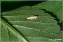 Sophonia longitudinalis