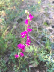 Spiranthes australis