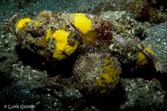 Scorpaenopsis macrochir