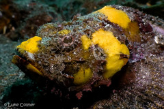 Scorpaenopsis macrochir