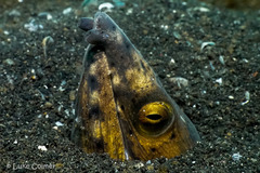 Ophichthus altipennis