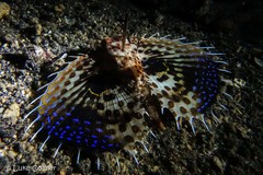 Dactyloptena orientalis
