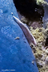 Zenopontonia soror