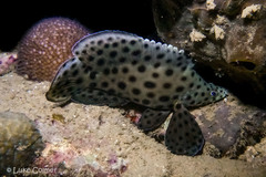 Chromileptes altivelis
