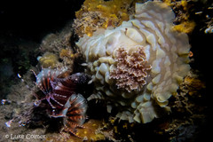 Asteronotus cespitosus