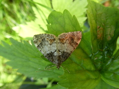 Dysstroma latefasciata