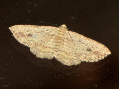 Xanthorhoe anaspila