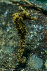Hippocampus kuda