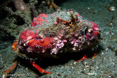 Calappa bicornis
