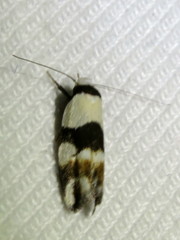 Zonopetala decisana