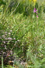 Polygala cretacea