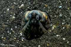 Ophichthus altipennis