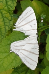 Urapteroides astheniata