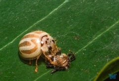 Anegleis cardoni