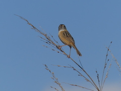 Cisticola exilis