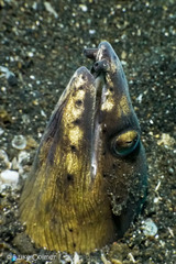 Ophichthus altipennis