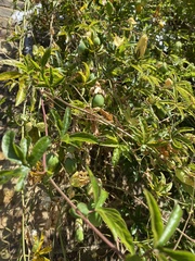 Passiflora caerulea
