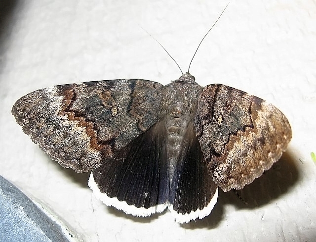 Epione Underwing