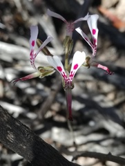 Pelargonium ternifolium