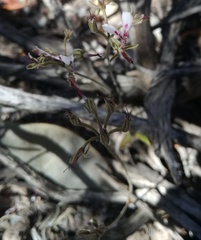 Pelargonium ternifolium