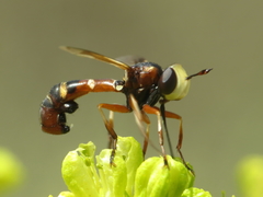 Physocephala vittata