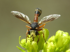Physocephala vittata