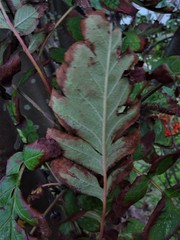 Hedlundia thuringiaca