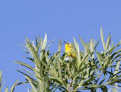 Motacilla flava beema