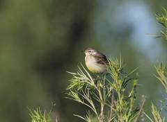 Motacilla flava beema