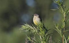 Motacilla flava beema