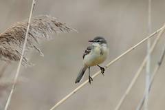 Motacilla flava beema