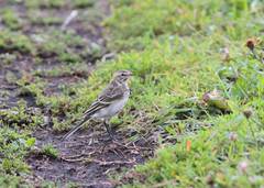 Motacilla flava beema