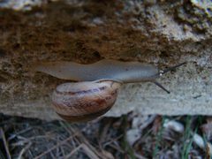 Helix albescens