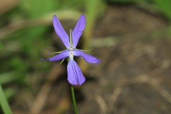 Viola cornuta
