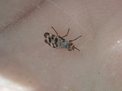 Otitini