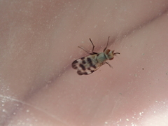 Otitini