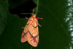 Barsine striata