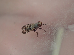 Otitini