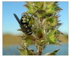 Pollenia rudis